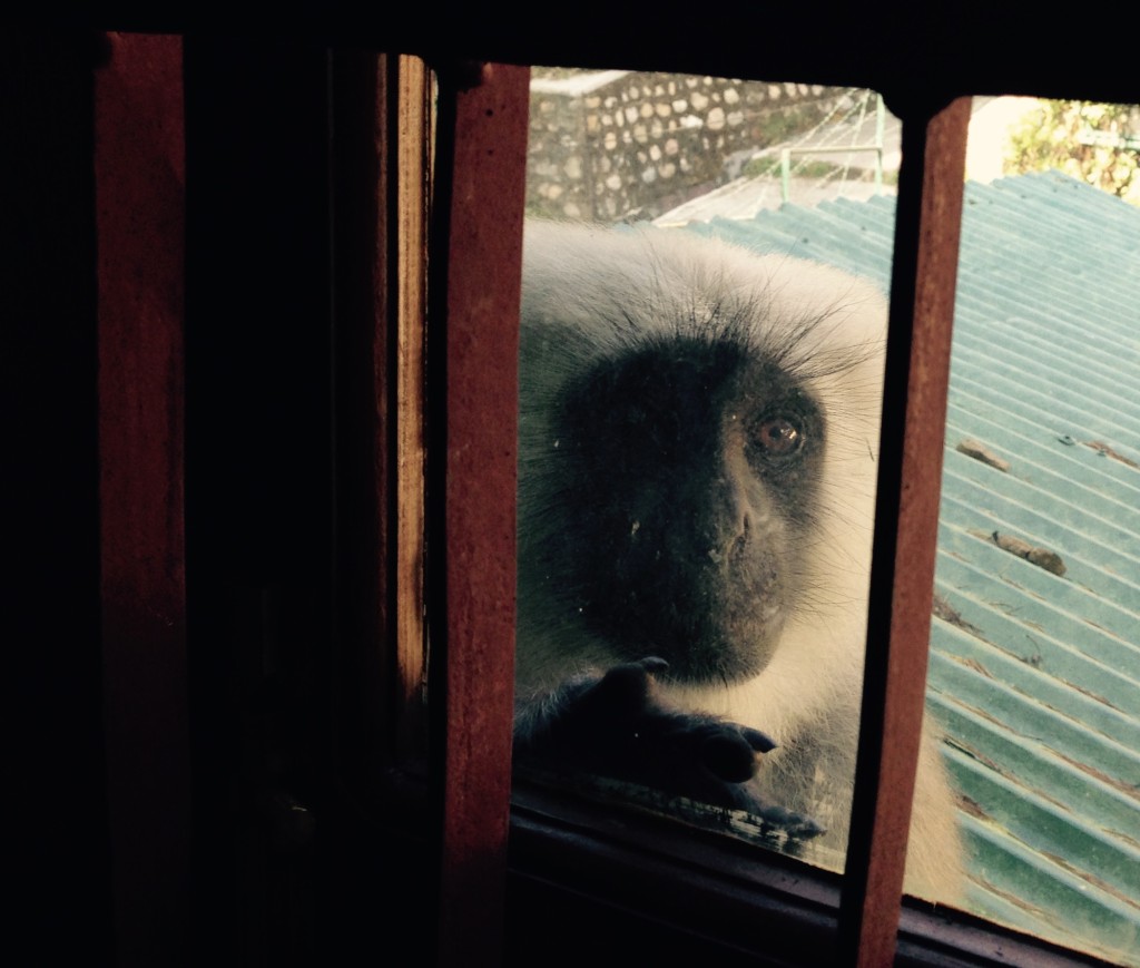 Monkey Wants Inside!